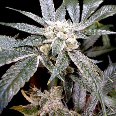 Grow Your Own (DNA Genetics) - El Fuego (fem.) 02704