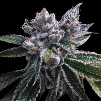 DNA Genetics - Auto El Fuego (auto/fem.) 02727
