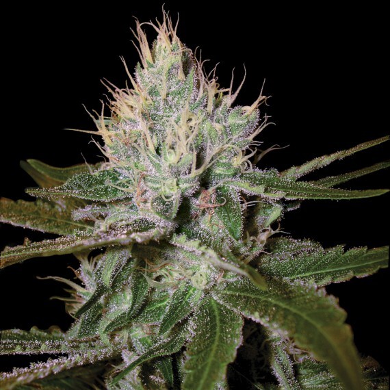 DNA Genetics - Cannalope Haze (fem.)