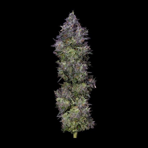 DNA Genetics - Gelato Sorbet (fem.)