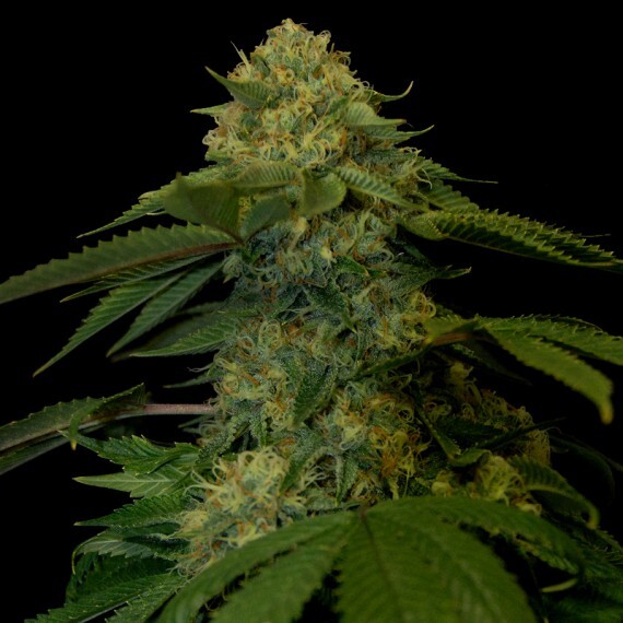 DNA Genetics - Holy Grail Kush (fem.)