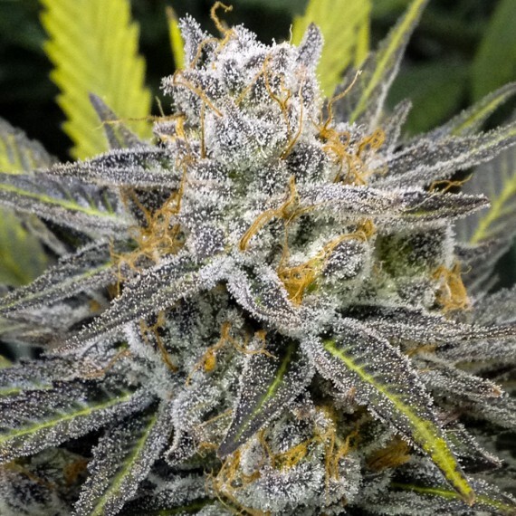 Crockett Family Farms - Banana Split (reg.)