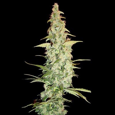 Reserva Privada (DNA Genetics Seeds) - Cole Train (fem.) 04075