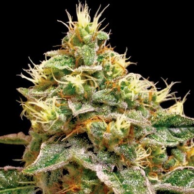 Reserva privada (DNA Genetics Seeds) - Confidential Cheese (fem.) 04076