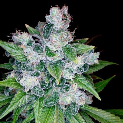 Reserva Privada (DNA Genetics Seeds) - Kandy Kush (reg.) 04069