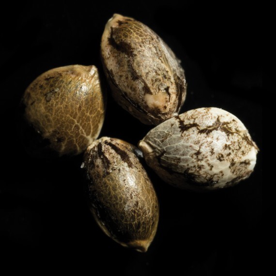 DNA Genetics - Cannalope Haze (reg.)