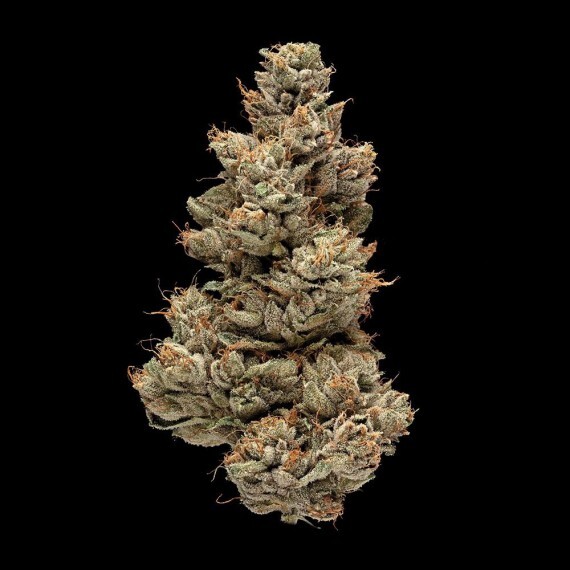 DNA Genetics - Gelato Sorbet (fem.)
