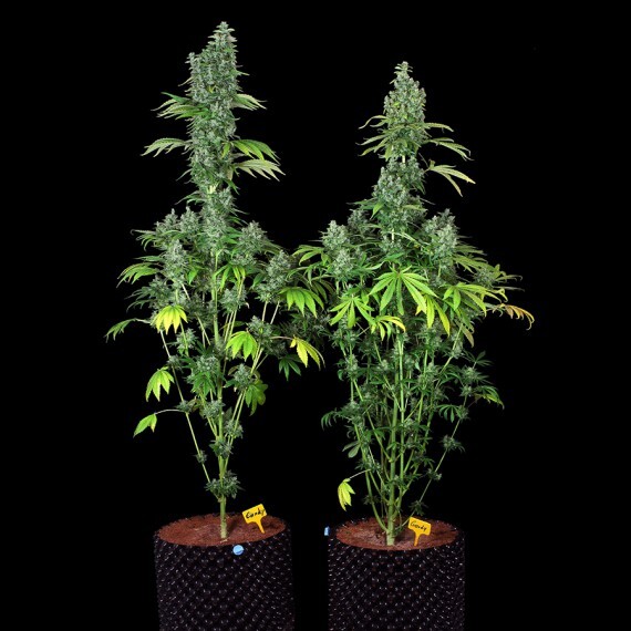 Reserva Privada (DNA Genetics Seeds) - Kandy Kush (reg.)