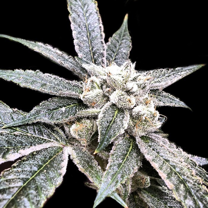 DNA Genetics - Golden Berry (fem.)