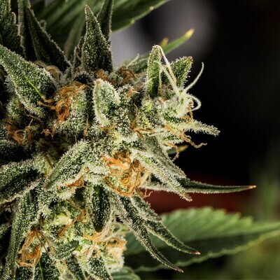 Crockett Family Farms - Crockett's Tangie (reg.) 02737