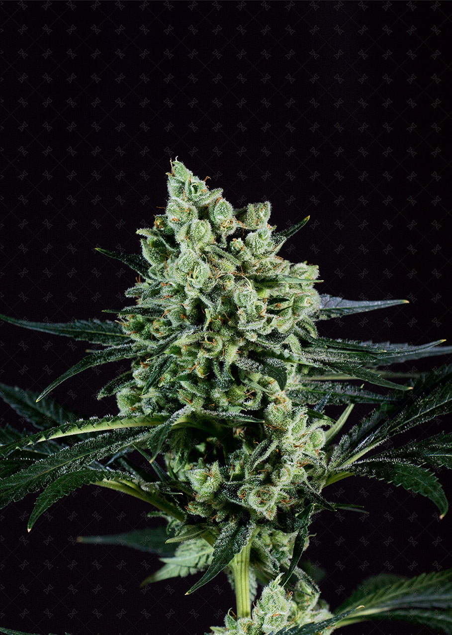 Genofarm - Best Mango (fem.)