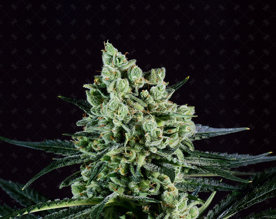 Genofarm - Best Mango (fem.)
