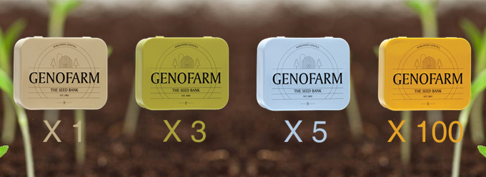 Genofarm - Best Mango (fem.)
