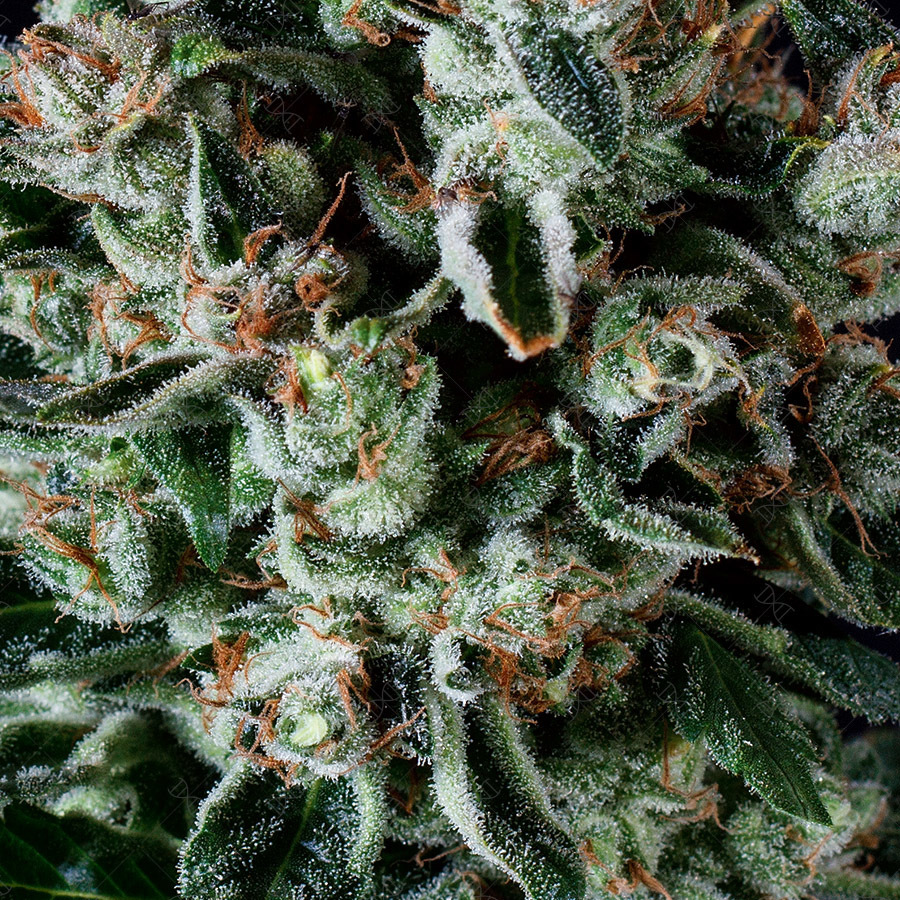 Genofarm - Big Shark (fem.)