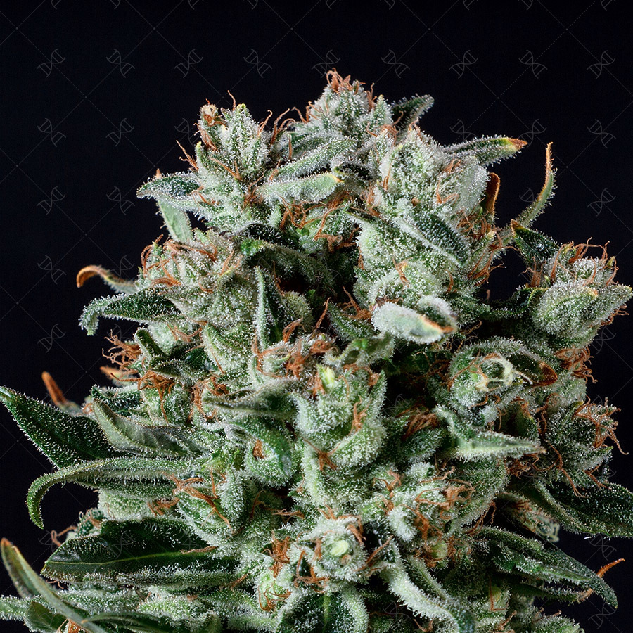 Genofarm - Big Shark (fem.)