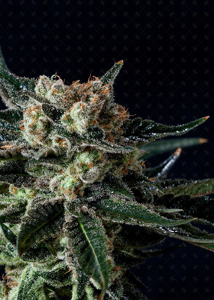 Genofarm - Black Diesel (fem.)