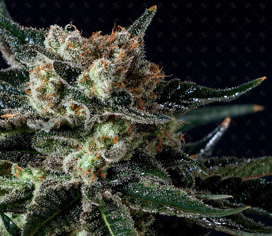 Genofarm - Black Diesel (fem.)