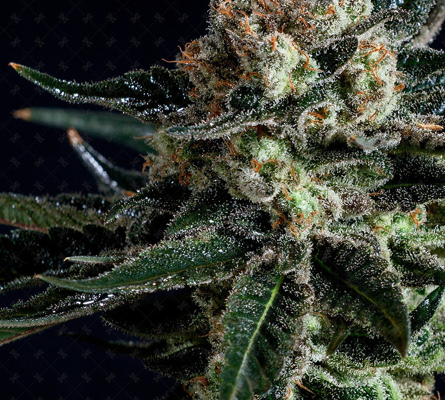 Genofarm - Black Diesel (fem.)