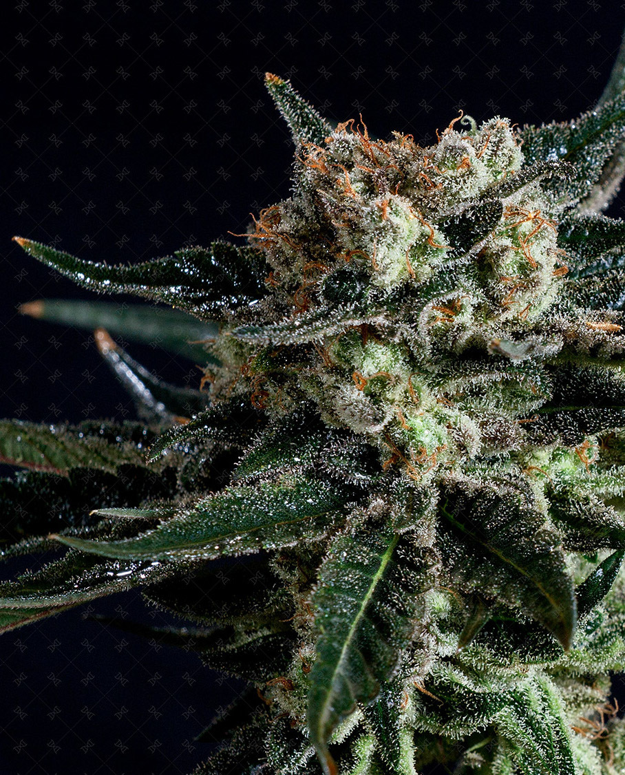 Genofarm - Black Diesel (fem.)