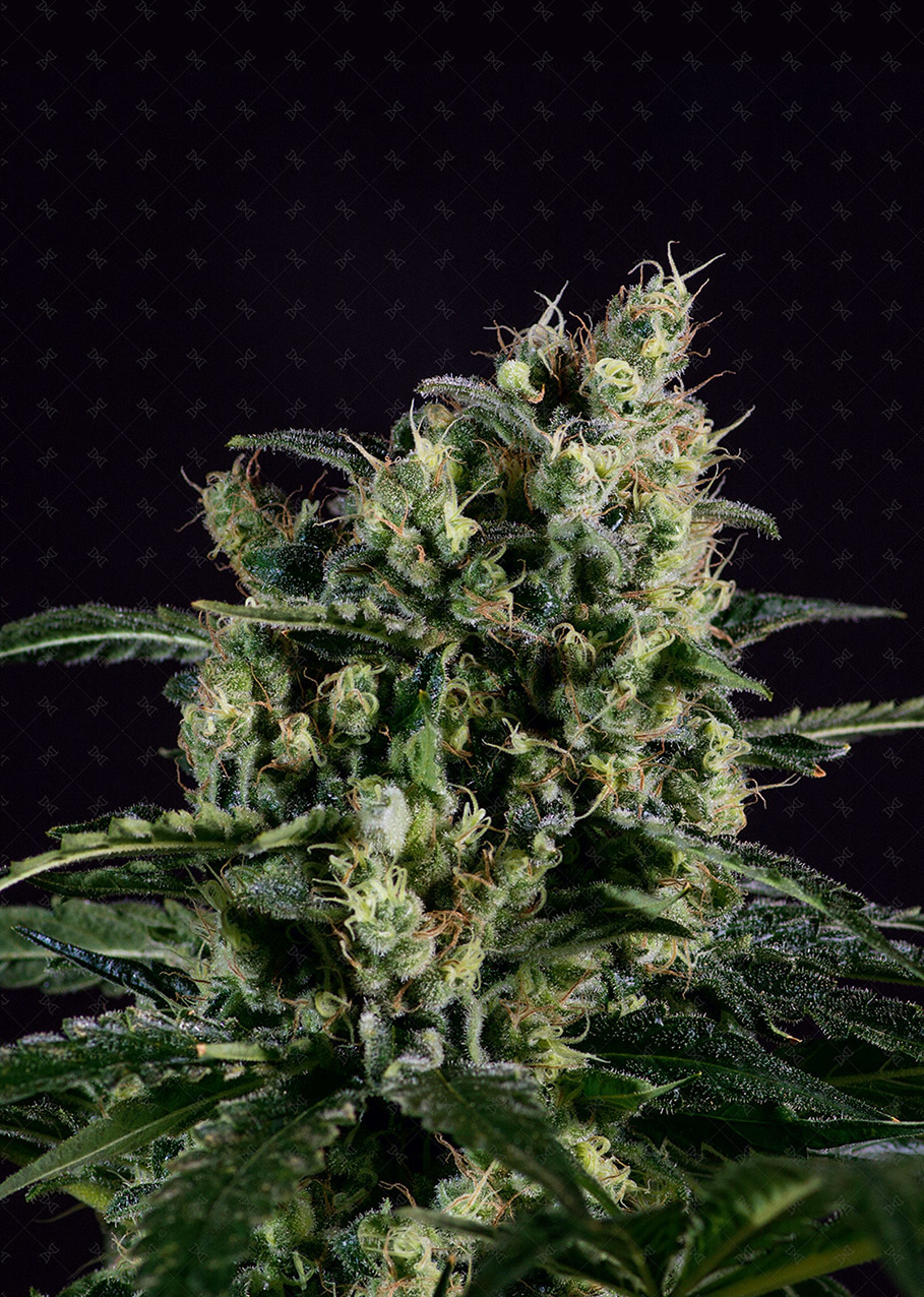 Genofarm - Easy Haze (fem.)