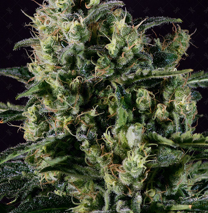 Genofarm - Easy Haze (fem.)