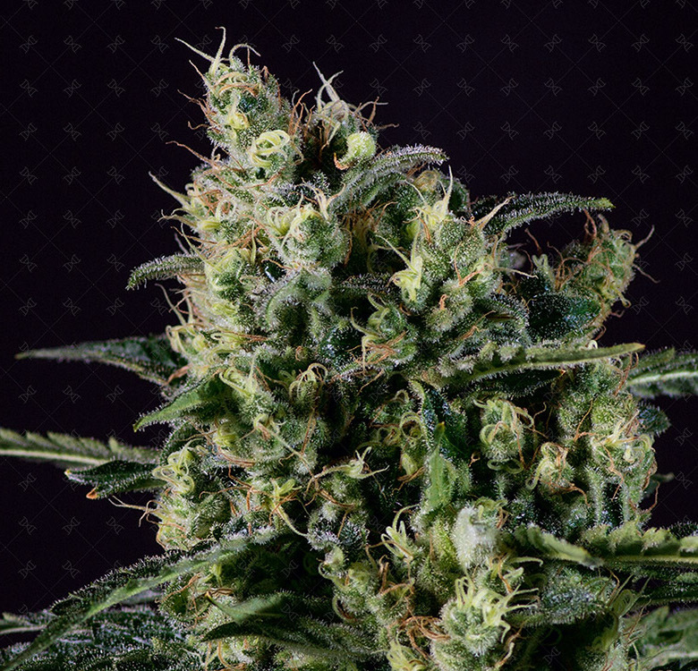 Genofarm - Easy Haze (fem.)