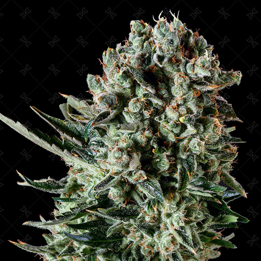 Genofarm - Farm Cheese (fem.)