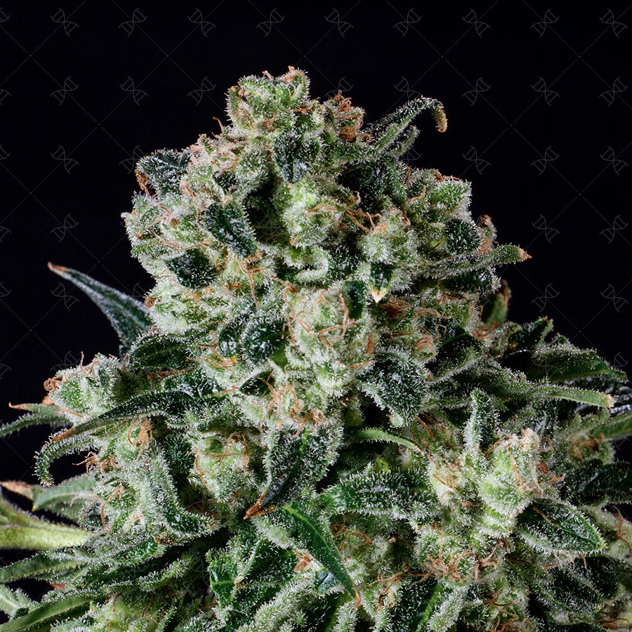 Genofarm - Farm Cheese (fem.)