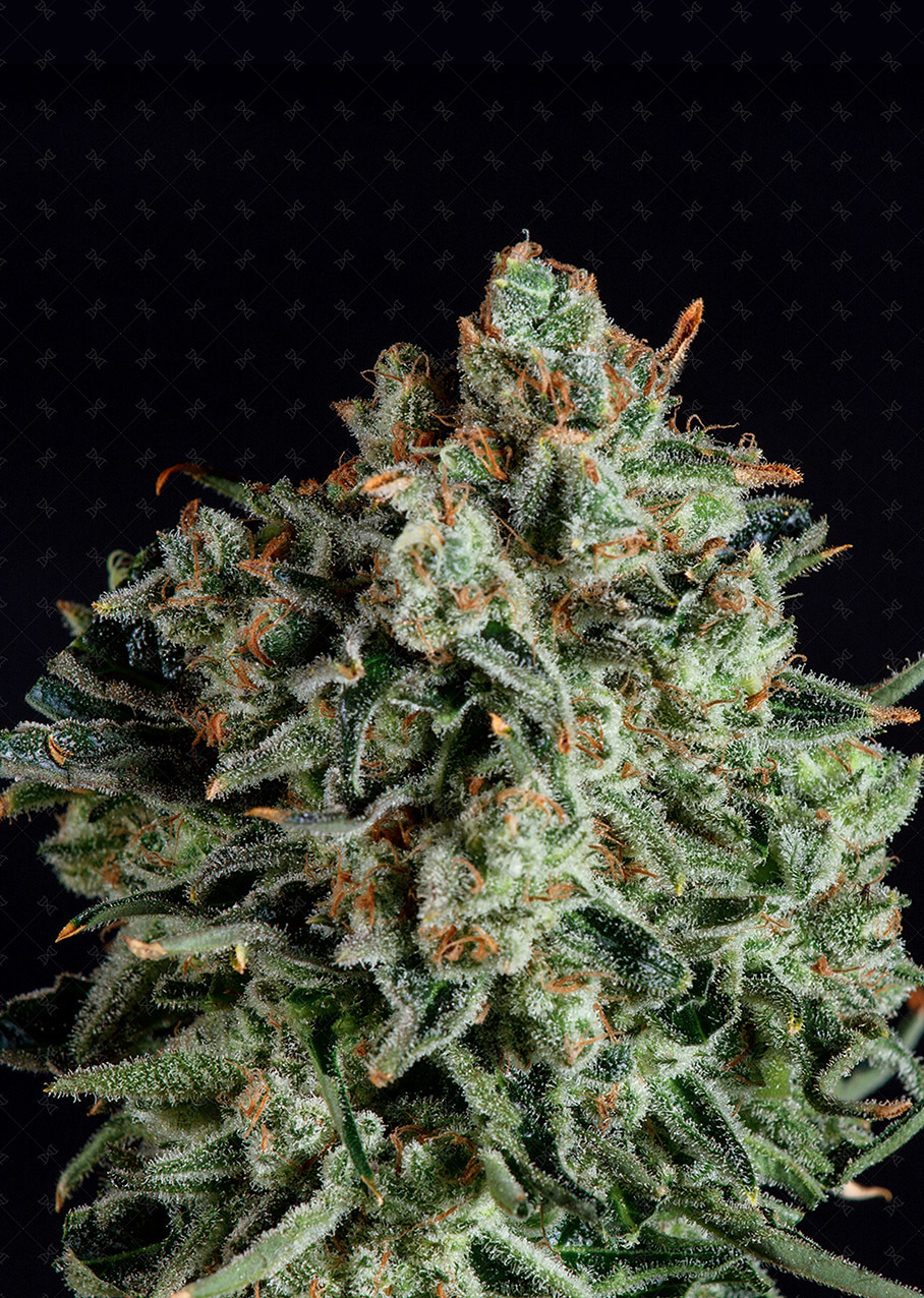 Genofarm - Farm Cheese (fem.)