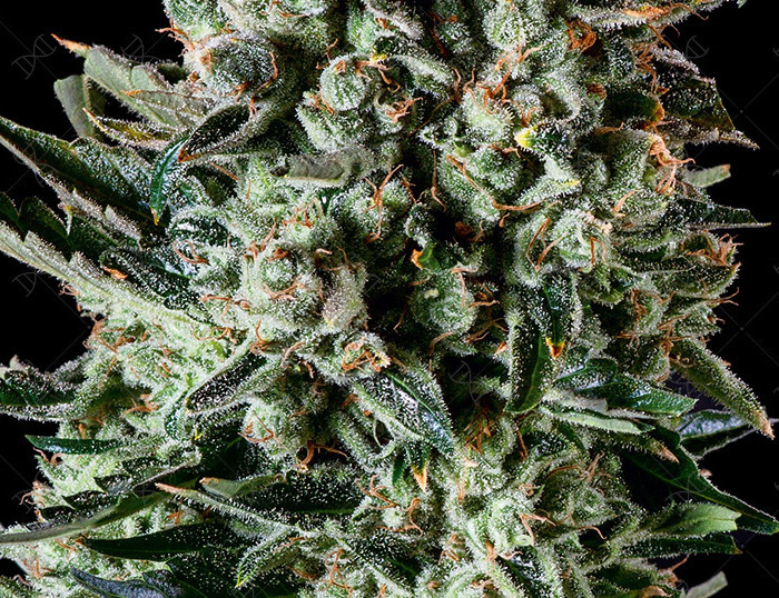 Genofarm - Farm Cheese (fem.)