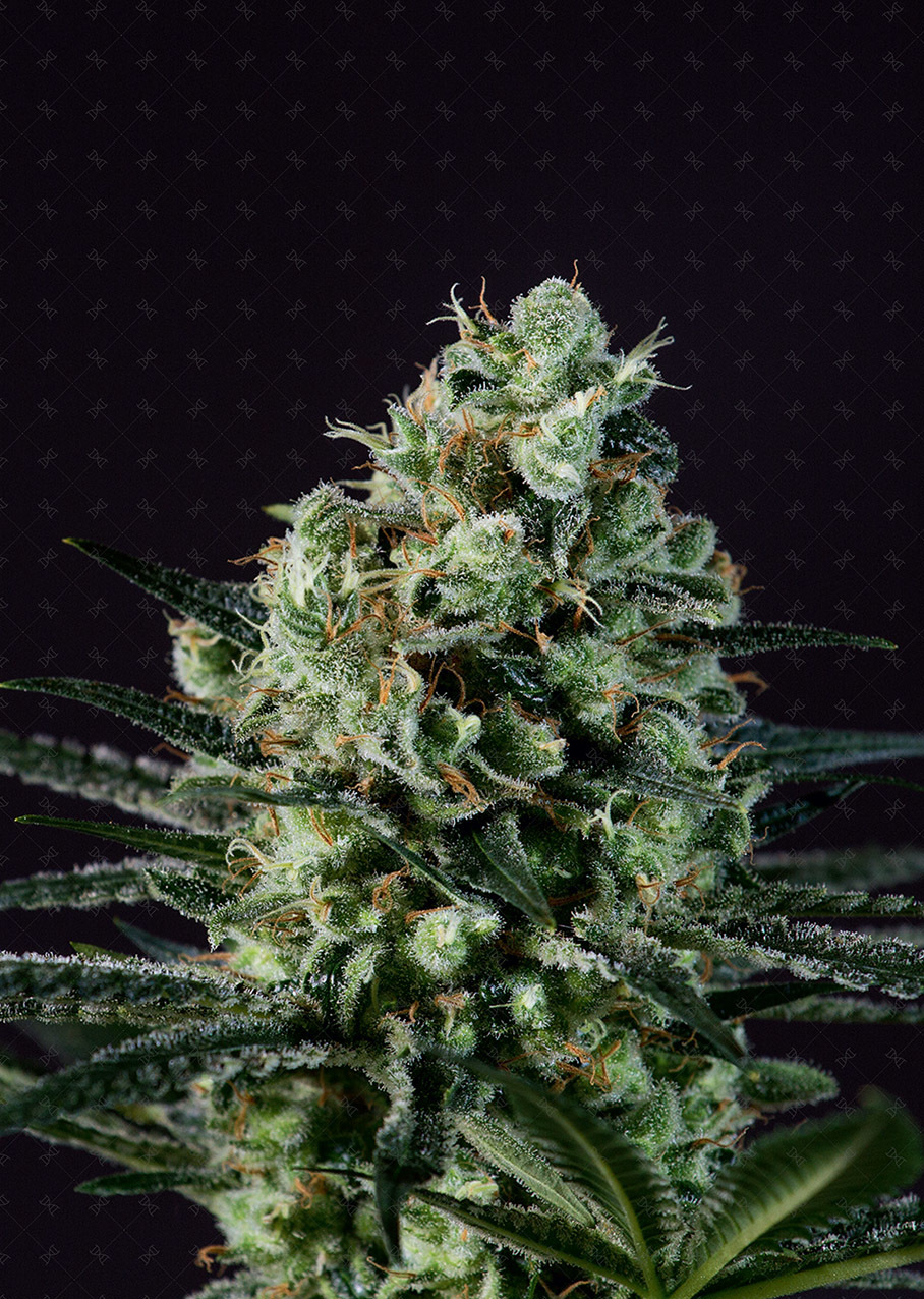 Genofarm - Golden Berry (fem.)