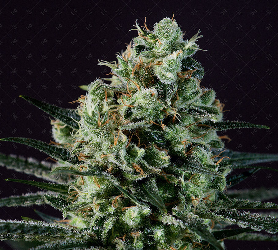 Genofarm - Golden Berry (fem.)
