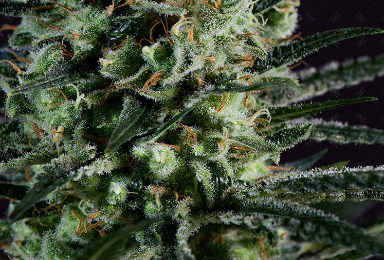 Genofarm - Golden Berry (fem.)
