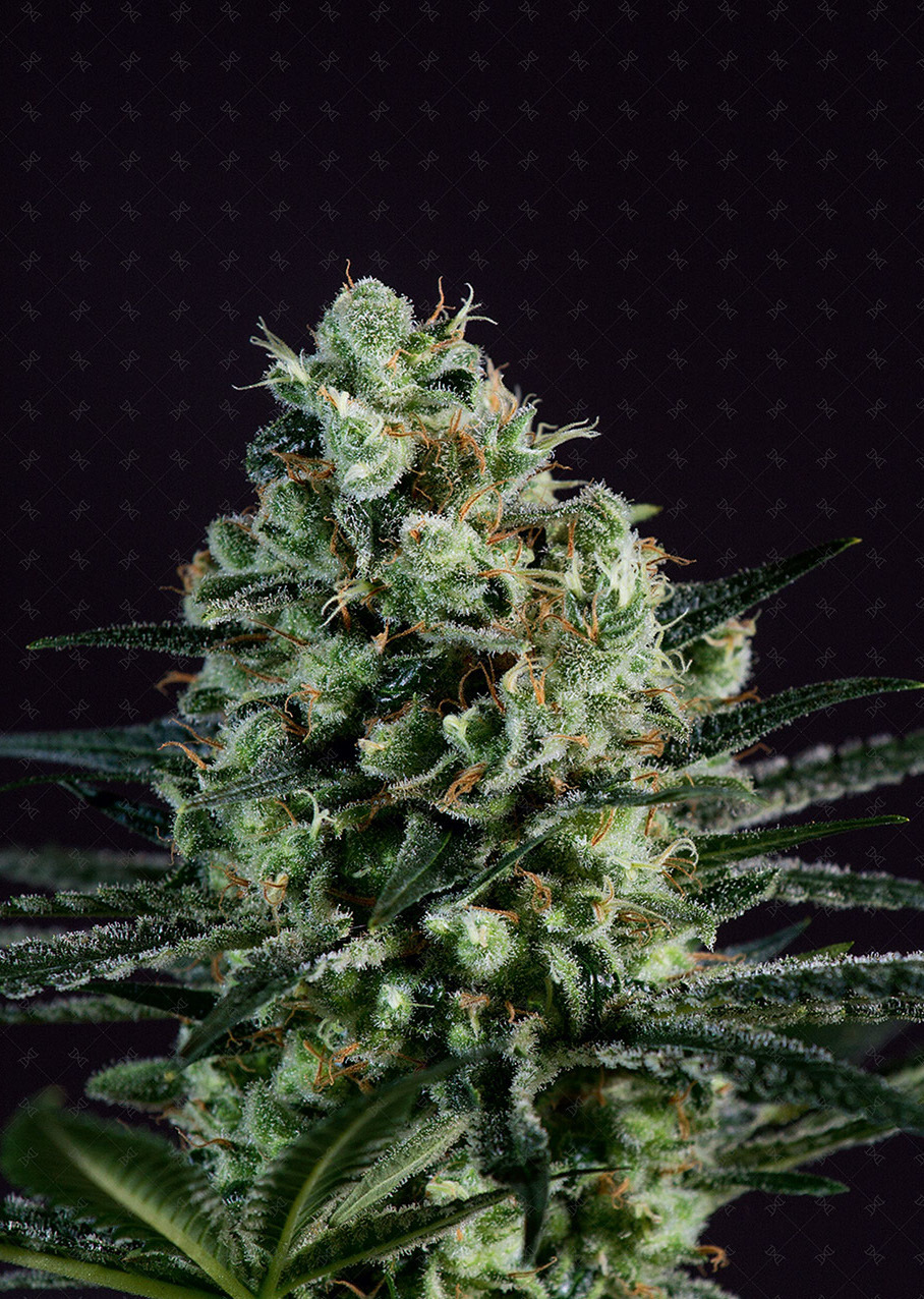 Genofarm - Golden Berry (fem.)