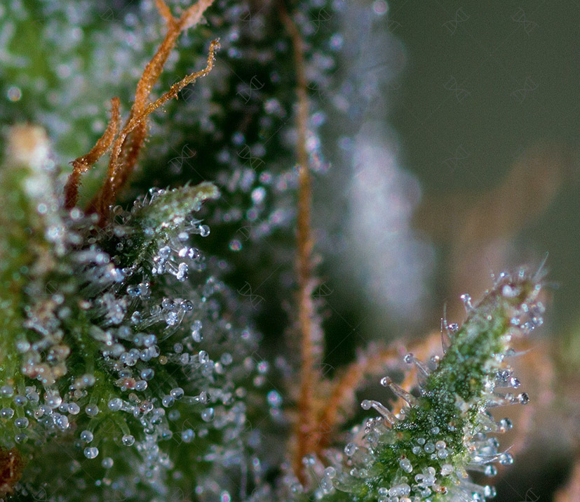 Genofarm - Medicritical (fem.)