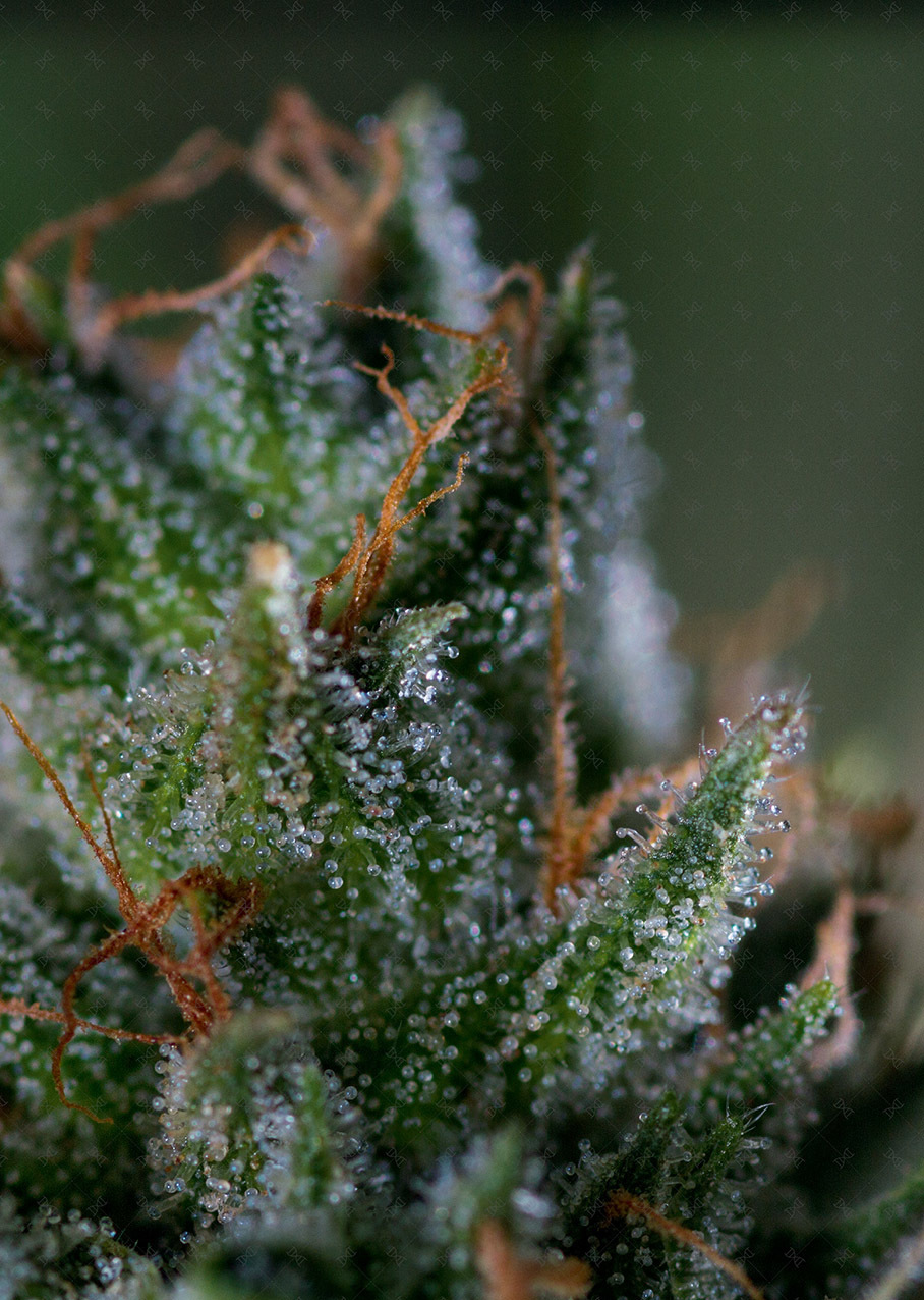 Genofarm - Medicritical (fem.)