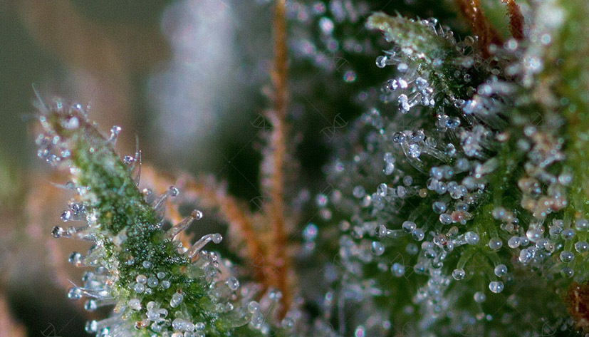 Genofarm - Medicritical (fem.)