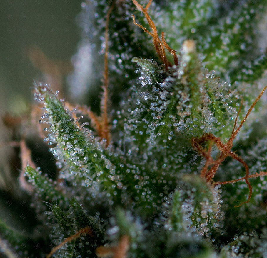 Genofarm - Medicritical (fem.)