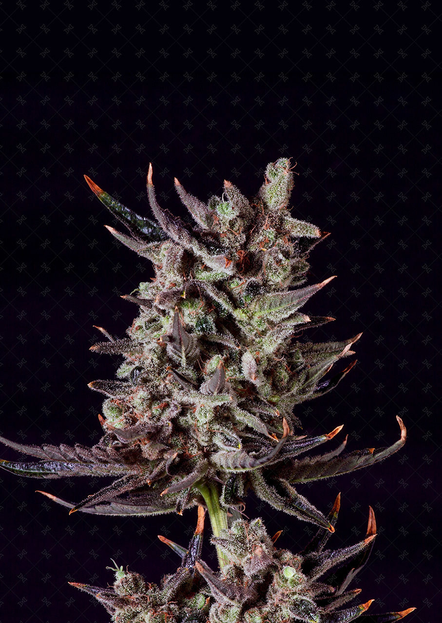 Genofarm - Purple Haze Auto (auto/fem.)