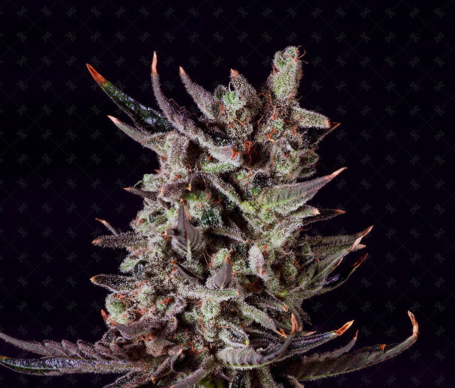 Genofarm - Purple Haze Auto (auto/fem.)