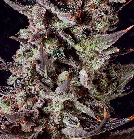 Genofarm - Purple Haze Auto (auto/fem.)