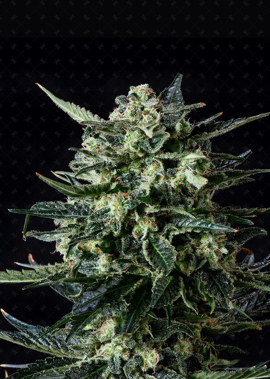 Genofarm - Thunder Haze Auto (auto/fem.)