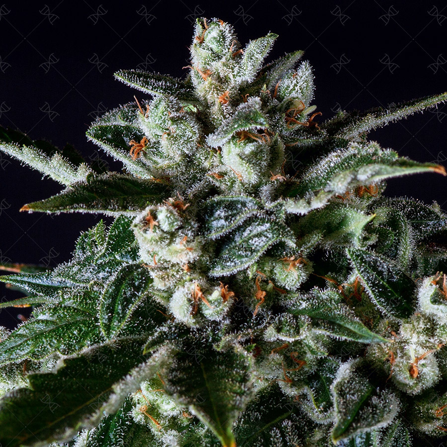 Genofarm - Thunder Haze Auto (auto/fem.)