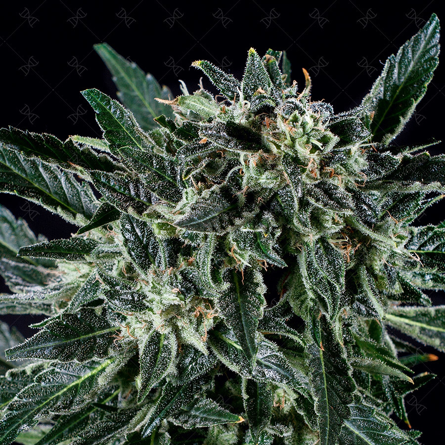 Genofarm - Thunder Haze Auto (auto/fem.)