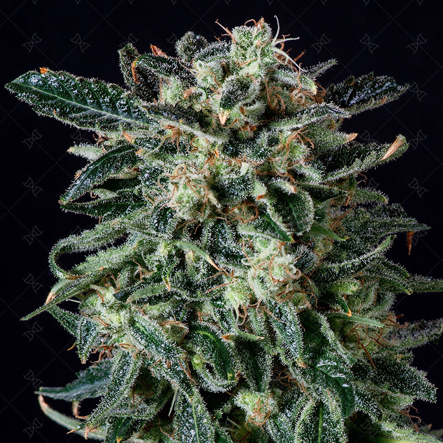 Genofarm - Thunder Haze Auto (auto/fem.)