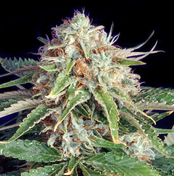 The Bulldog Seeds - Fast Ryder II (auto/fem.)