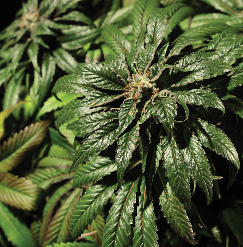 The Bulldog Seeds - Bubblegum Kush (fem.)