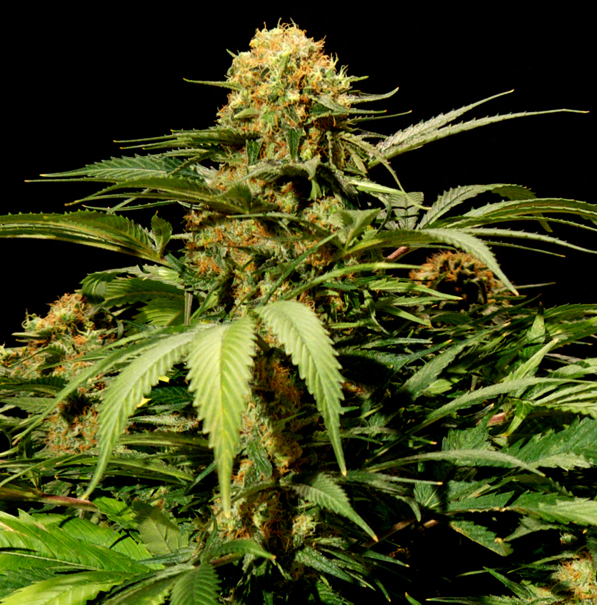 The Bulldog Seeds - Bullshark (fem.)