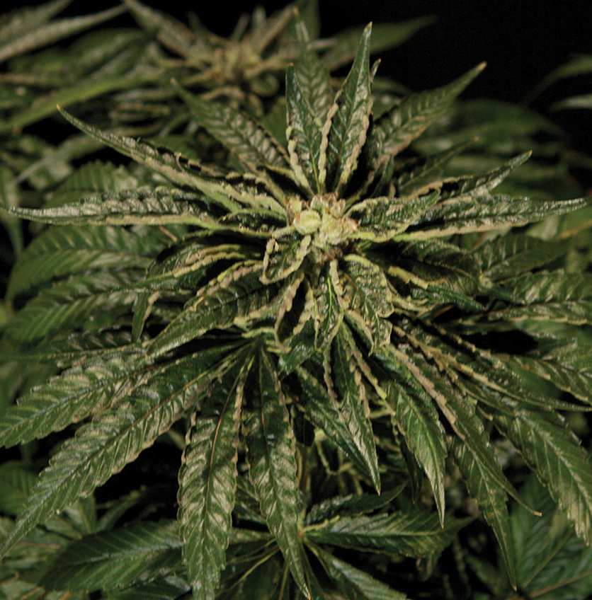 The Bulldog Seeds - O.Z. Kush (fem.)