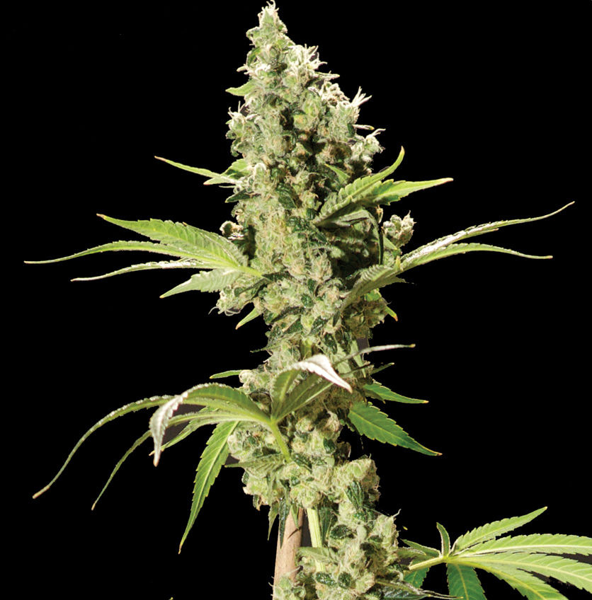 The Bulldog Seeds - Sour Diesel (fem.)